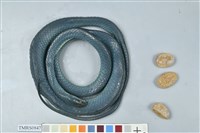 藏品(青蛇)的圖片